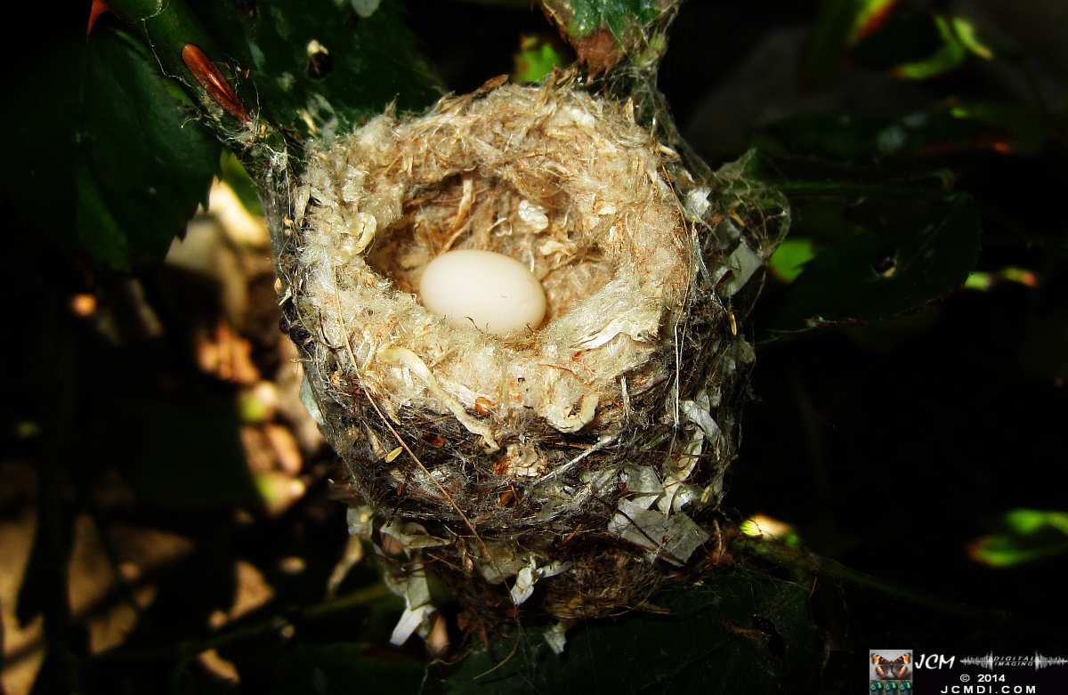 Allen's Hummingbird nest 2nd brood for 2014